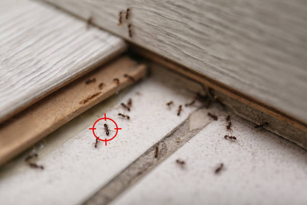 Reliable Woodville, AL Pest Control Solutions