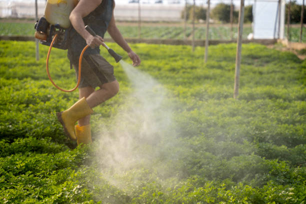 Best Pest Prevention Services  in Woodville, AL