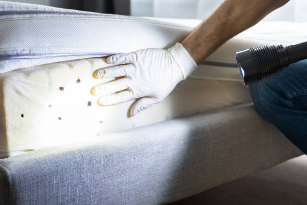 Best Affordable Pest Control Services  in Woodville, AL