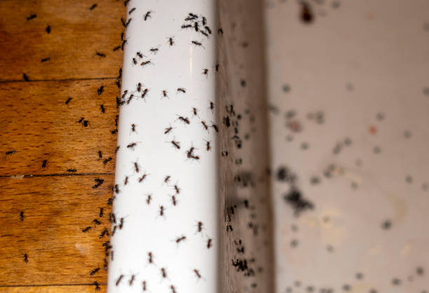 Best Mosquito Control Services  in Woodville, AL
