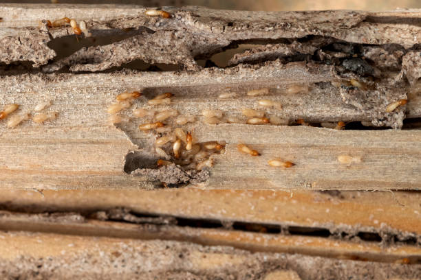 Best Mosquito Control Services  in Woodville, AL