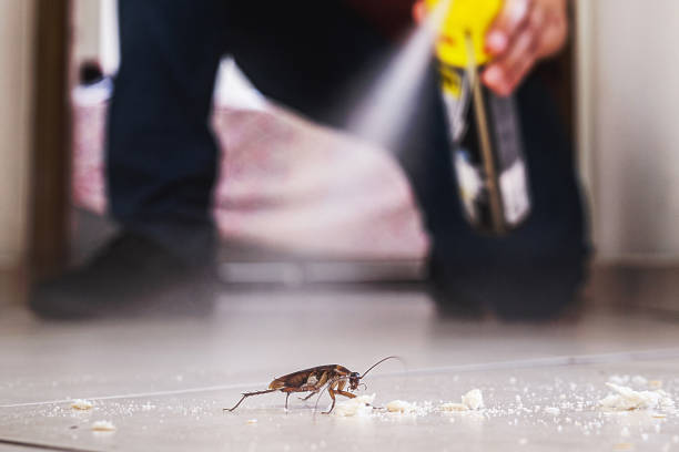 Best Pest Removal Services  in Woodville, AL