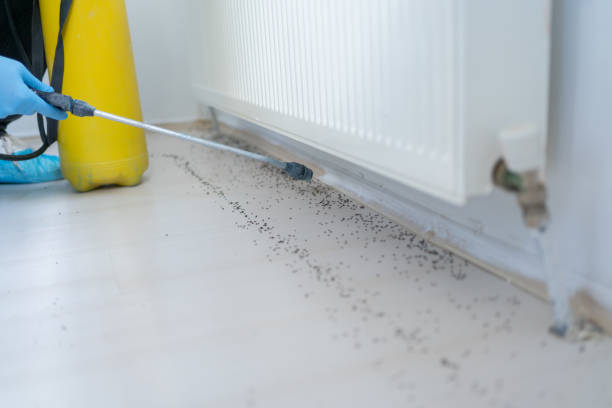 Best Best Pest Control Companies  in Woodville, AL